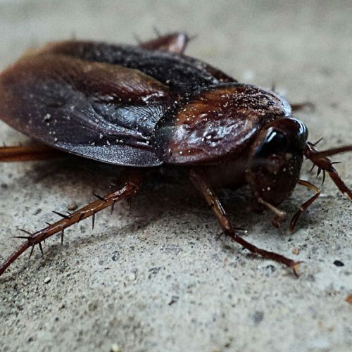 Kakkerlakken in huis? Zo bestrijd je ze efficiënt