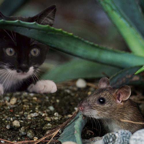 Wat zijn de risico’s van een muizenplaag in huis?