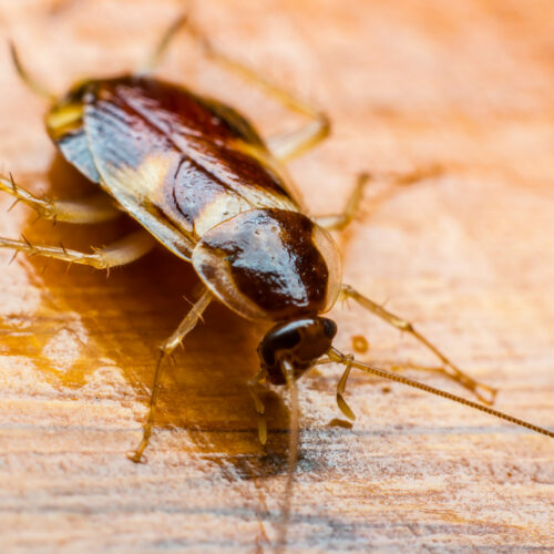 8 feiten over kakkerlakken