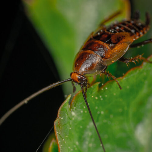 Hoe kan je verschillende soorten kakkerlakken herkennen?