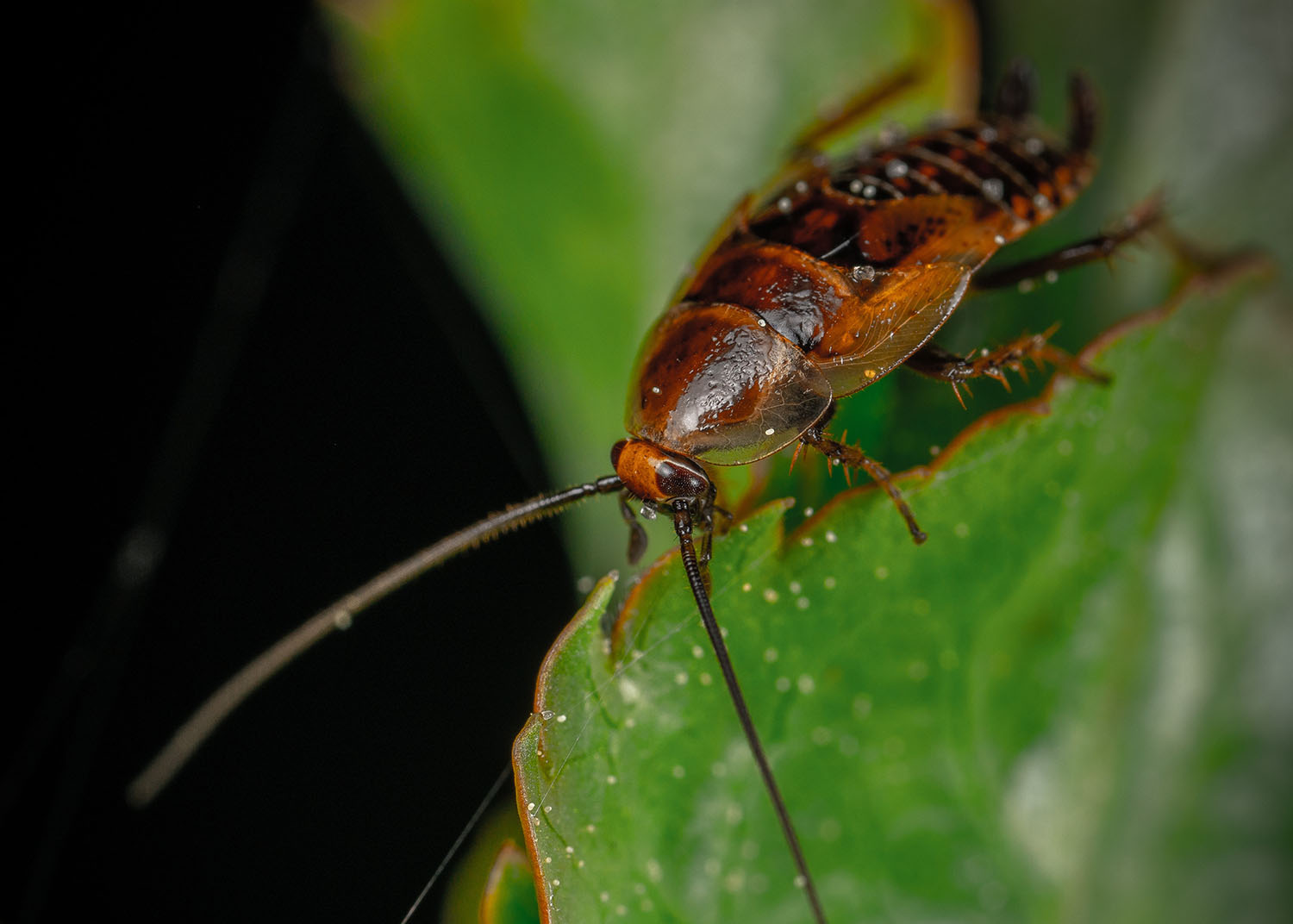 Hoe Kan Je Verschillende Soorten Kakkerlakken Herkennen? - Ferokill