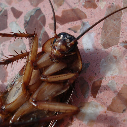 Kakkerlakken: veelgestelde vragen