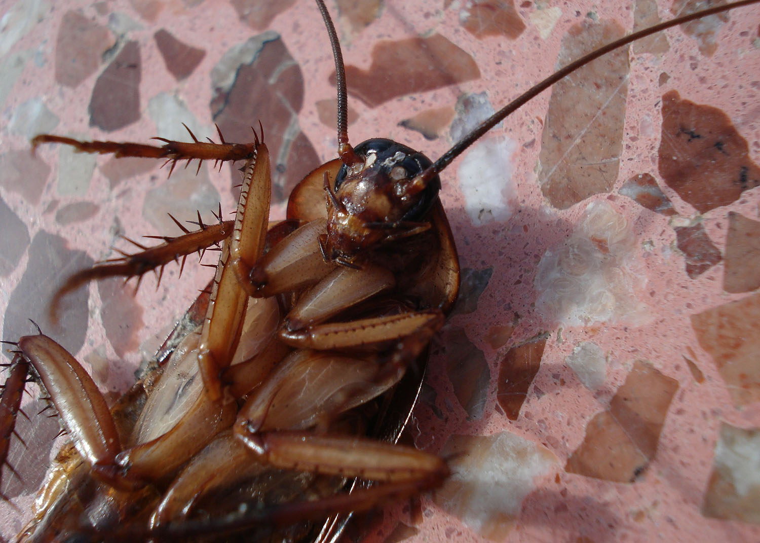 Kakkerlakken: Veelgestelde Vragen - Ferokill