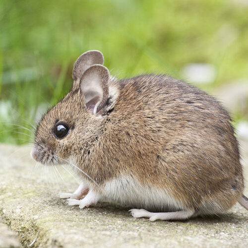 Soorten muizen herkennen? Dit is wat je moet weten
