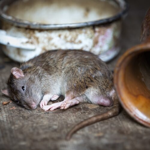 Zijn ratten gevaarlijk? Dit moet je weten!