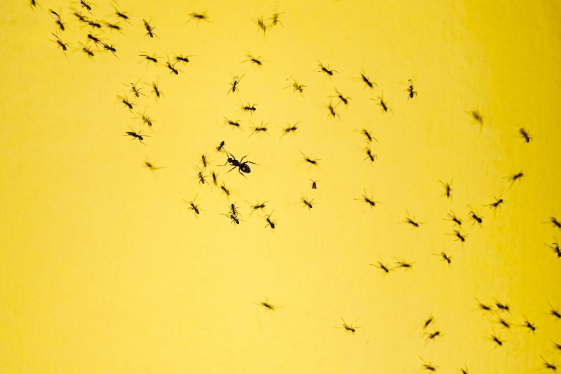 vliegende mieren bestrijden