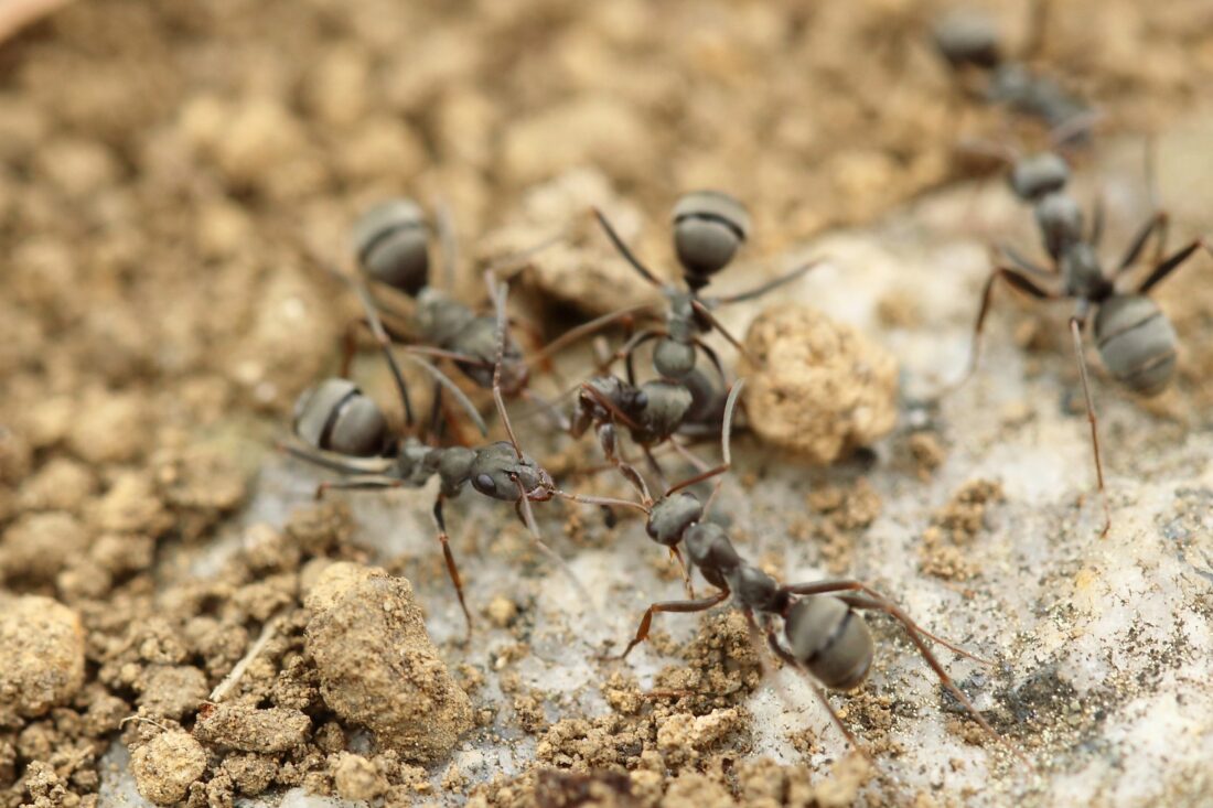 Zelf mieren bestrijden