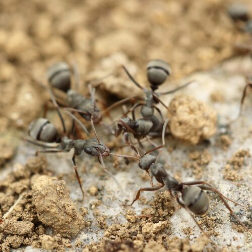 Mieren in huis? Zo kan je zelf mieren bestrijden.