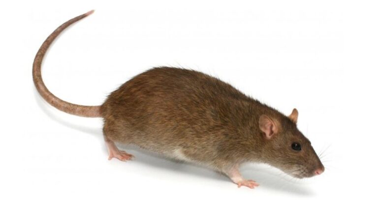 zelf ratten bestrijden