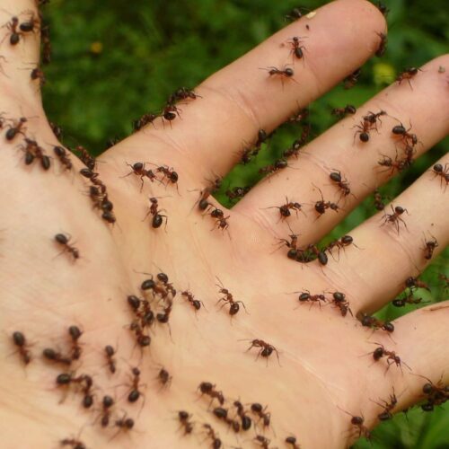6 interessante weetjes over mieren