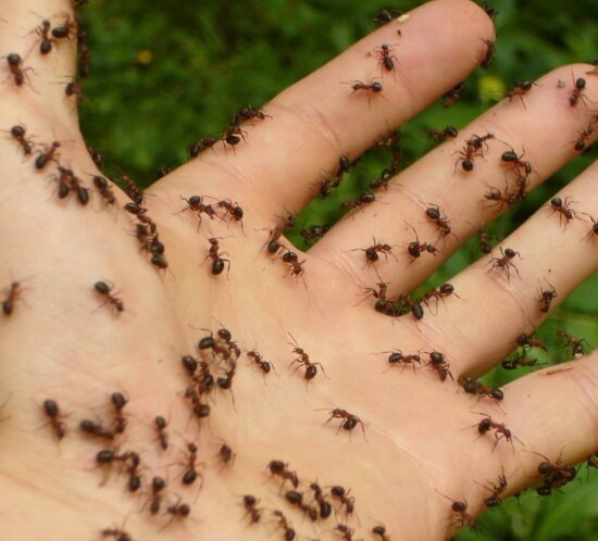 weetjes over mieren
