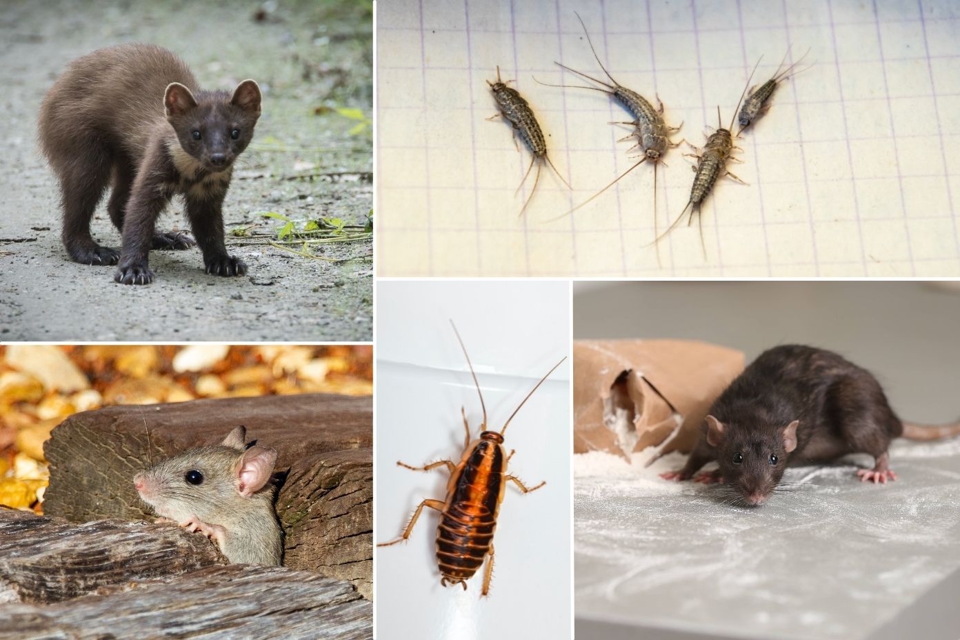 Nuisibles d’hiver : quelles sont les espèces à surveiller ?