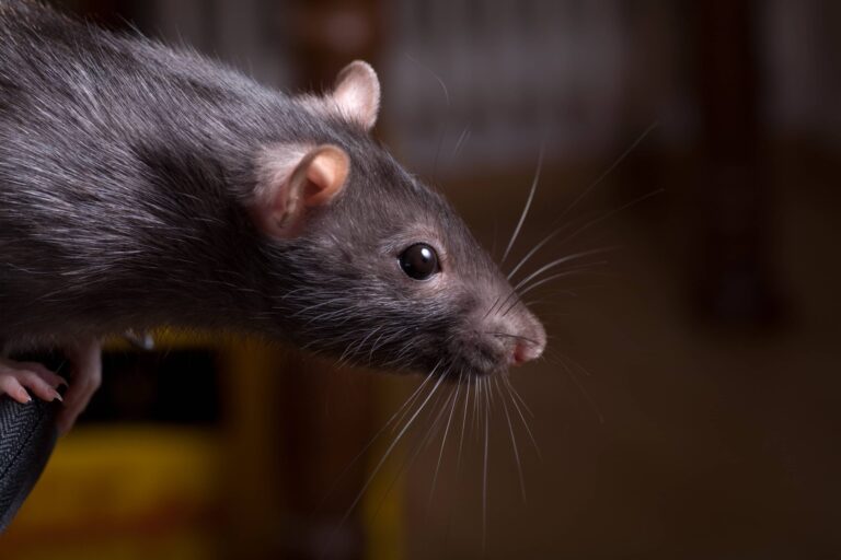 ratten veelgestelde vragen